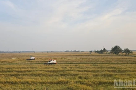Nông dân An Giang thu hoạch lúa.