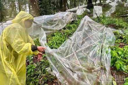 Nhiều luống sâm hư hại sau hoàn lưu bão số 3.