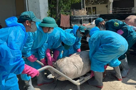 Tỉnh Quảng Ngãi tập trung ngăn chặn dịch tả lợn châu Phi.