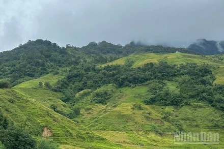 Với diện tích hơn 265km2, xã Xốp có tiềm năng phát triển vùng dược liệu, cây công nghiệp như cà-phê, sâm, bời lời, cây chè, thuốc lá...