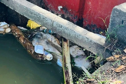 Tình trạng vứt lợn bệnh ra sông, kênh mương vẫn còn xảy ra