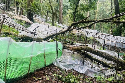 Nhiều vườn sâm 3-5 tuổi bị hư hại do cây đổ.