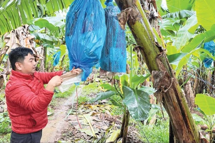 Chăm sóc vườn chuối tại vùng trồng của Công ty cổ phần nông nghiệp An Thịnh Khang Farm. (Ảnh MINH ANH)