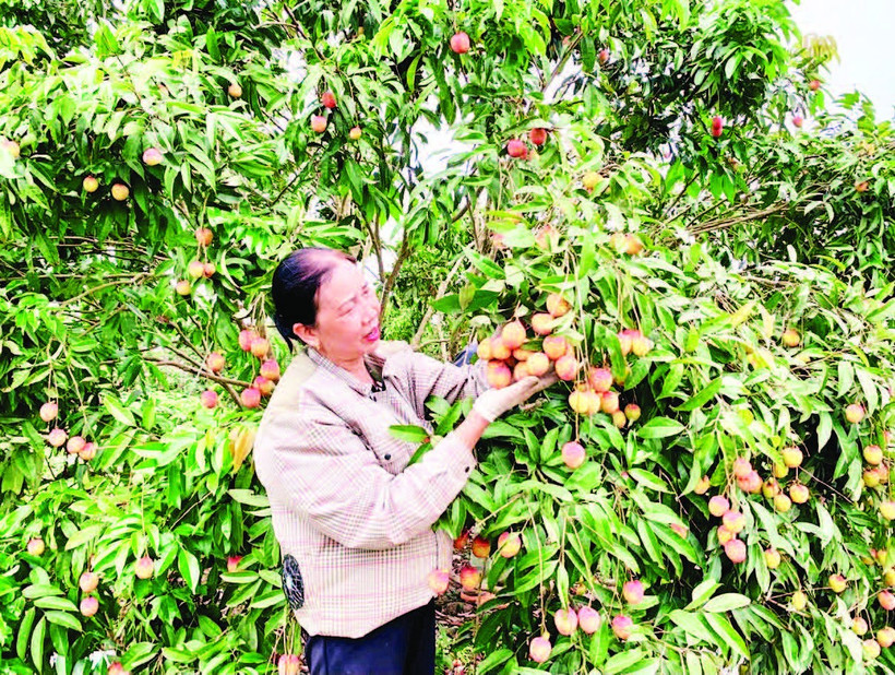 Vải trứng xã Đoàn Đào, tỉnh Hưng Yên sản xuất theo quy trình VietGAP