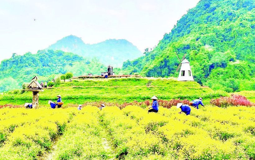 Vườn hoa bốn mùa tại Thung Nham thu hút du khách.