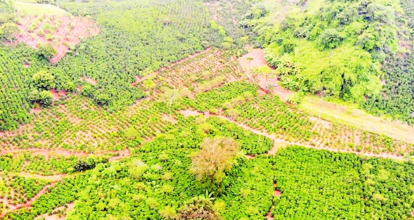 Với diện tích hơn 24 nghìn héc-ta, sản lượng cà-phê nhân ước đạt gần 38 nghìn tấn, cây cà-phê đã khẳng định vị thế là cây trồng chủ lực của tỉnh Sơn La.