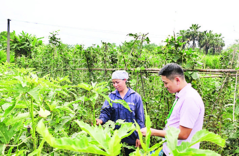 Chị Vương Thị Kình, thôn Làng Vàng 2, xã Vị Xuyên thu nhập ổn định nhờ trồng rau an toàn.