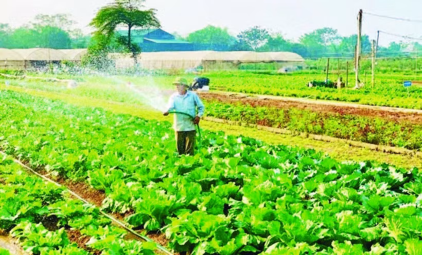 Hợp tác xã Rau quả sạch Chúc Sơn, phường Chương Mỹ, Hà Nội.