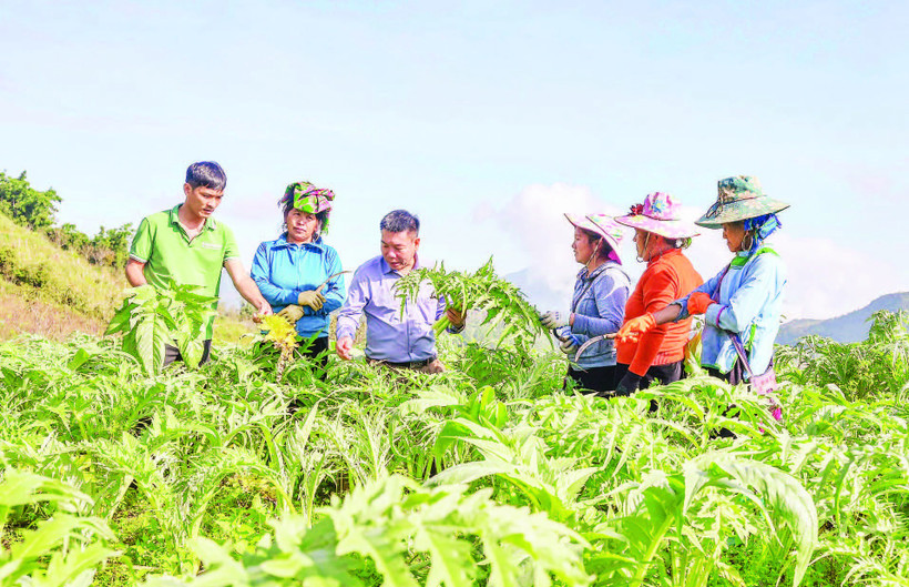 Ông Đỗ Tiến Sỹ (thứ 3 từ trái qua) thường xuyên hướng dẫn người dân kỹ thuật trồng và chăm sóc cây atisô.