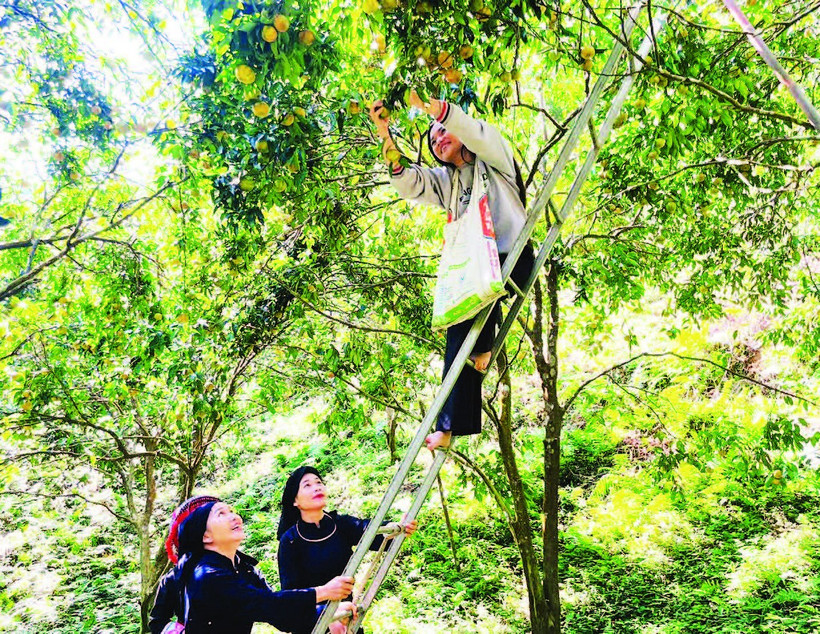 Người dân xã Bạch Thông thu hái quýt.