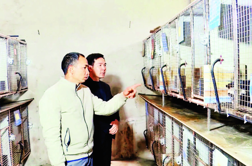 Mô hình nuôi cầy vòi và cầy hương của anh Bùi Anh Phương, thôn Quyết Tiến.