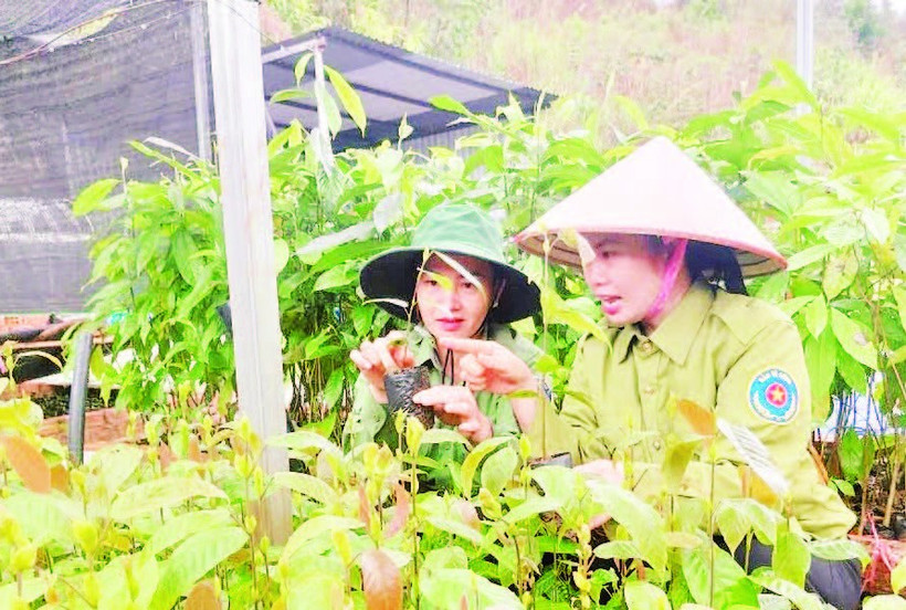 Cán bộ Ban Quản lý Khu dự trữ thiên nhiên Mường Nhé theo dõi tiến độ sinh trưởng của cây giống chuẩn bị cho mùa trồng rừng mới.