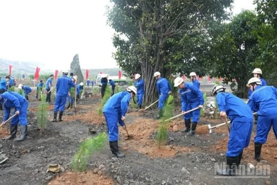 Cán bộ, công nhân, đoàn viên thanh niên TKV trồng 90 cây Giáng hương, loại cây thân gỗ quý, tạo cảnh quan, bóng mát lâu dài và trồng hơn 2.000 cây thông Caribe, loài cây có sức sống bền bỉ, phù hợp với thổ nhưỡng vùng mỏ.