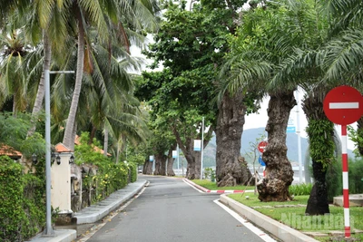 Những hàng cây bàng cổ thụ trở thành điểm nhấn cho tuyến đường chạy dọc bờ biển trên Đặc khu Côn Đảo. 