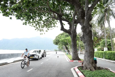 Đặc khu Côn Đảo được định hướng phát triển hiện đại theo hướng bảo tồn không gian xanh. 