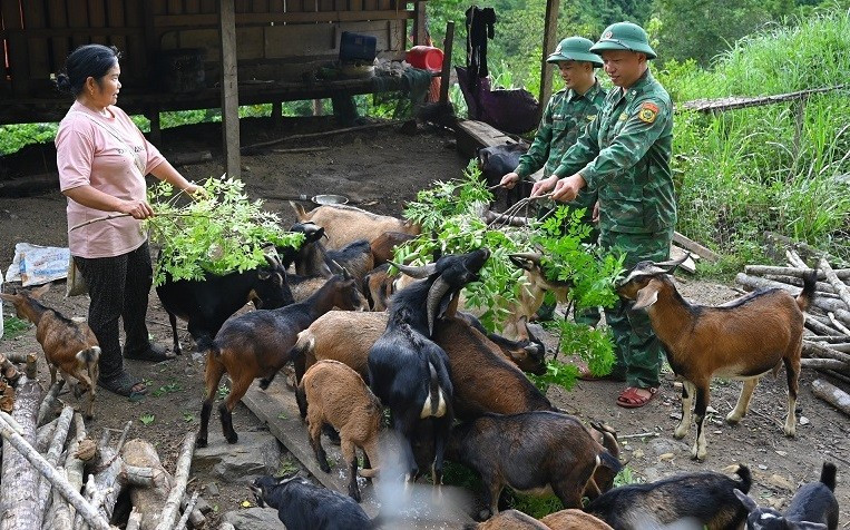 Đoàn viên, thanh niên đồn Biên phòng Tam Hợp giúp dân phát triển kinh tế chăn nuôi dê.