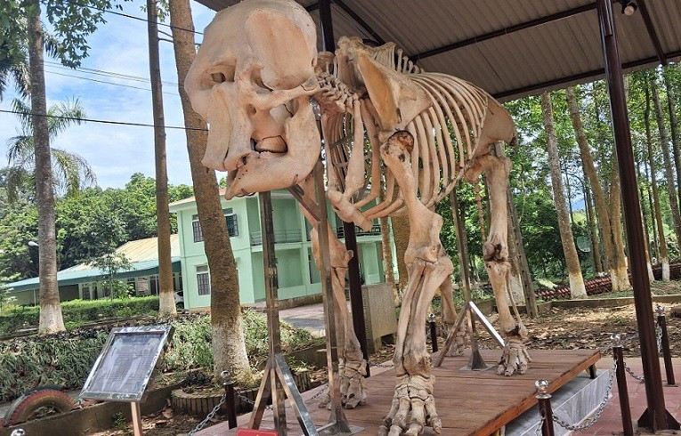 Bộ xương voi cái (60 tuổi) được trưng bày tại khuôn viên văn phòng Vườn quốc gia Pù Mát.