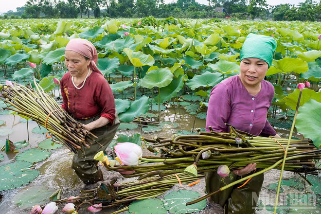 Cánh đồng sen - nguyên liệu để sản xuất tơ sen, đã nâng cao hiệu quả kinh tế canh tác của nông dân.