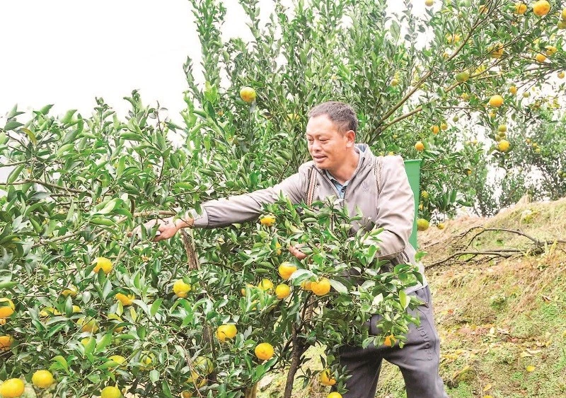 Với hơn 700 ha, Mường Khương là vùng trồng quýt lớn nhất tỉnh Lào Cai.