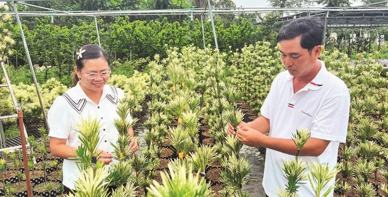 Vợ chồng anh Nguyễn Văn Phúc chăm sóc vườn tùng giống.