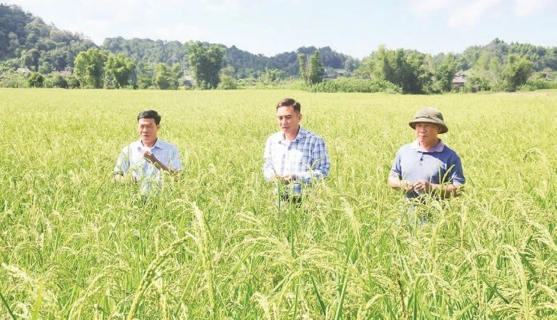 Cán bộ Sở Khoa học và Công nghệ Điện Biên cùng cán bộ, nông dân xã Mường Phăng kiểm tra tốc độ sinh trưởng trên cây lúa nếp tan.