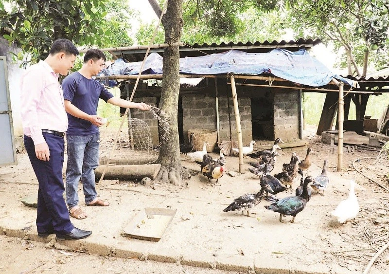 Từ nguồn vốn vay ưu đãi, anh Bùi Văn Hùng ở xã Đà Bắc đã vượt qua mặc cảm, phát triển kinh tế gia đình.