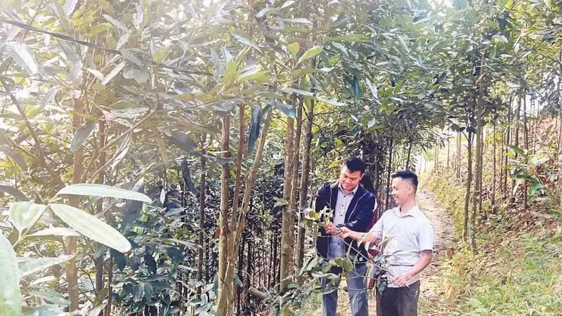 Cây quế đang trở thành cây làm giàu của bà con xã Trung Sơn.