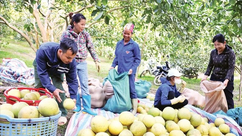 Người dân xã Xuân Vân thu hoạch bưởi Soi Hà.