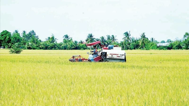 Liên kết sản xuất từ đầu vào đến khi thu hoạch là giải pháp căn cơ giúp nhà nông vùng ngọt Cà Mau giảm thiểu rủi ro, bảo vệ thành quả sản xuất.
