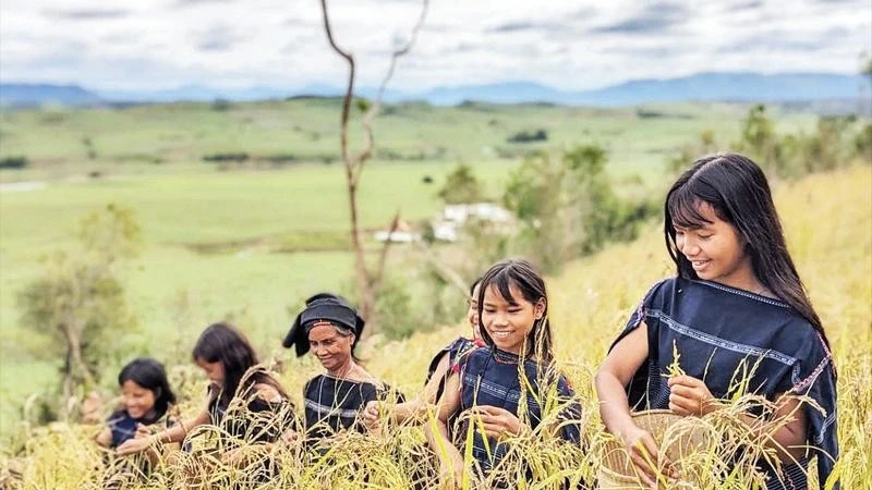 Nụ cười rạng rỡ giữa sắc vàng ấm no.