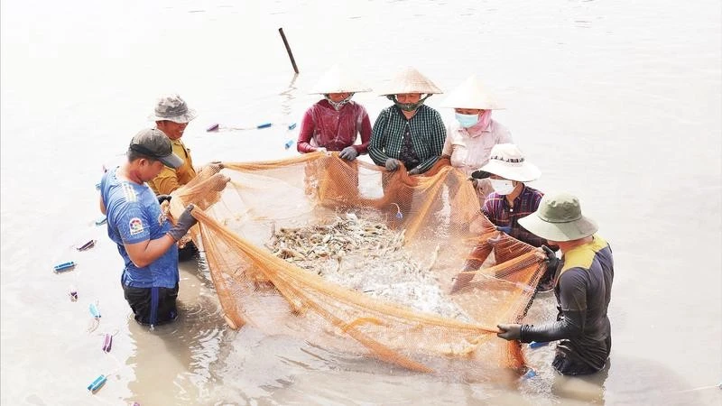 Mô hình nuôi tôm càng xanh toàn đực xã Long Hòa, tỉnh Vĩnh Long.