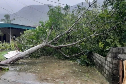 Lưới điện hạ thế bị sự cố do bão số 10 tại Thanh Hóa. (Ảnh: EVN)