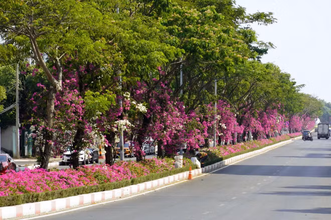 Hoa giấy đỏ rực dưới tán lá xanh trên đường 3/2, đoạn thuộc phường Tam Thắng, Thành phố Hồ Chí Minh
