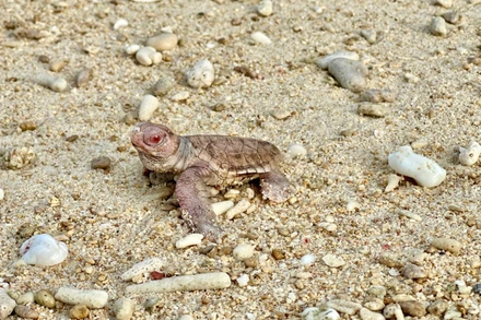 Cá thể rùa bạch tạng vừa chào đời tại Vườn quốc gia Côn Đảo. (Ảnh: Vườn quốc gia Côn Đảo)