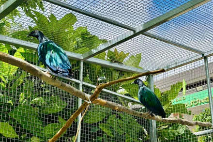 Các cá thể bồ câu Nicoba được chăm sóc tại Vườn quốc gia Côn Đảo. (Ảnh: Vườn quốc gia Côn Đảo)