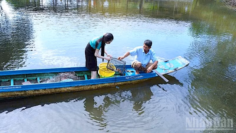 Đặt ngư cụ thu hoạch cua biển được nuôi xen canh trong vuông tôm ở vùng mặn Cà Mau.