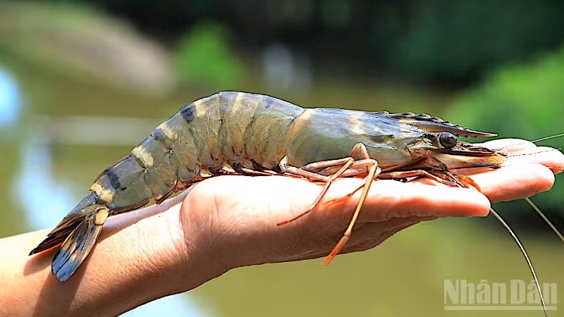 Tôm sú sinh thái ở miệt rừng ngập mặn Cà Mau.