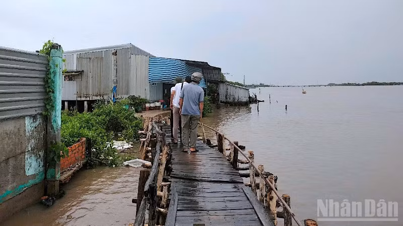 Người dân Khóm Sa Phô, xã Đất Mới, tỉnh Cà Mau thấp thỏm khi sống dọc tuyến sông Cửa Lớn, không biết nhà cửa sẽ bị sông nhấn chìm lúc nào. 