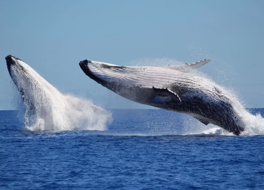 Cá voi xanh giống như “lính canh” đại dương và tiếng hát của chúng gợi mở nhiều điều về sức khỏe của hệ sinh thái.