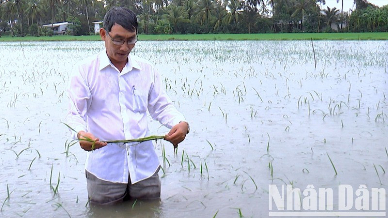 Ngành chức năng huyện Trần Văn Thời, tỉnh Cà Mau kiểm tra lúa hè thu bị ngập.