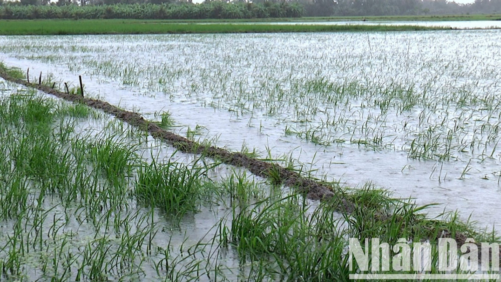 Mưa gây ngập diện tích lớn trà lúa hè thu vùng ngọt huyện Trần Văn Thời, tỉnh Cà Mau. ngap-2-6738.jpg