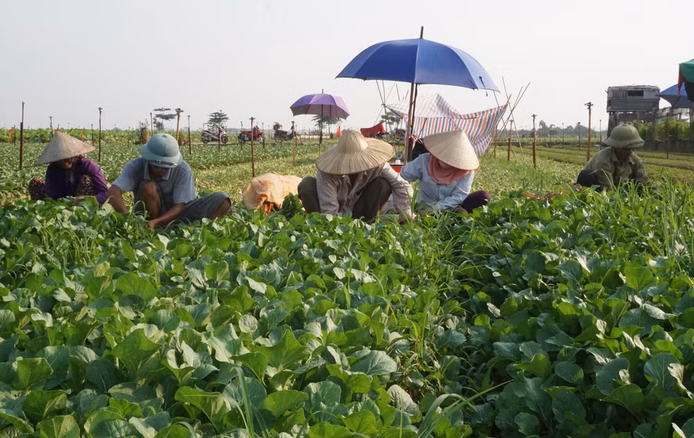 Hiện sản xuất của nông hộ thường nhỏ lẻ, phân tán và mang nặng tính kinh nghiệm. Ảnh: PHÚ TÂY
