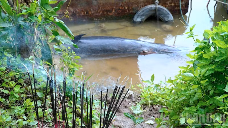 Xác cá heo chết trôi dạt vào mé sông Ông Đốc ngay chân cầu Khánh An (xã Khánh An, huyện U Minh, tỉnh Cà Mau).