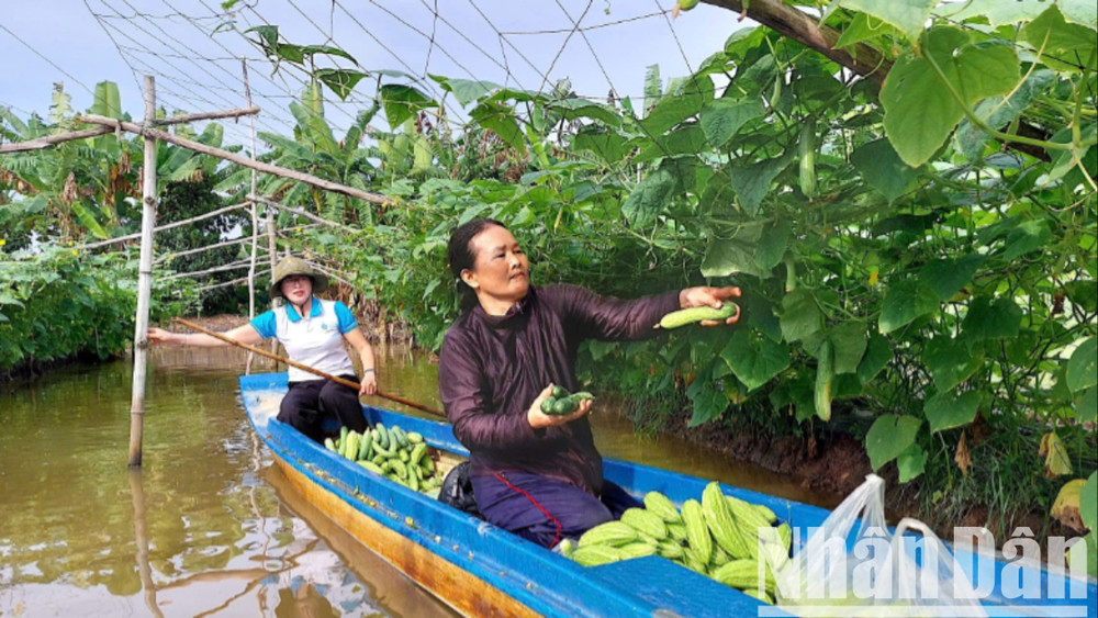Phụ nữ vùng nông thôn Cà Mau học và làm theo gương Bác, hăng hái trong lao động, tăng gia sản xuất. bac-5-9653.jpg