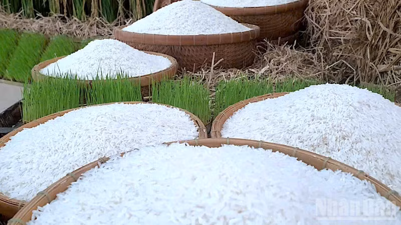 "Hạt ngọc" Cà Mau trưng bày tại cuộc thi gạo ngon vùng Đồng bằng sông Cửu Long lần thứ I năm 2026.