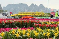 Đại lộ hoa đang được trang hoàng bởi hàng chục nghìn chậu hoa tạo nên những thảm hoa rực rỡ.