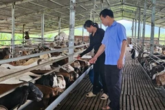 Cán bộ xã Quảng Tân trực tiếp xuống kiểm tra mô hình phát triển kinh tế hộ gia đình trên địa bàn xã.