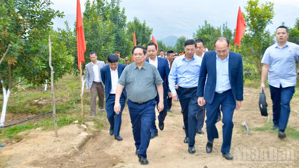 Thủ tướng Chính phủ Phạm Minh Chính thăm mô hình phát triển kinh tế nông nghiệp, trồng cây mắc-ca tại xã Pu Nhi. (Ảnh: THANH GIANG)