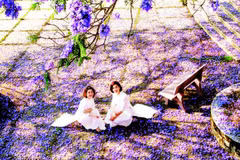 1. Phượng tím khoe sắc ở nhiều công sở, trường học tại Đà Lạt.