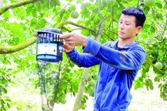 Người dân trồng bưởi Soi Hà, xã Xuân Vân, tỉnh Tuyên Quang sử dụng bẫy để diệt trừ sâu bệnh.